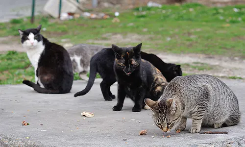 Jakarta Siap Bangun Pulau Kucing: Surga Baru Bagi Satwa Terlantar