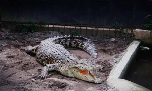 Siantar Zoo: Konservasi Sunyi di Tengah Kota